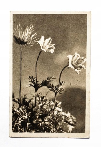 STARA POCZTÓWKA - KWIATY, LONDYN 1952