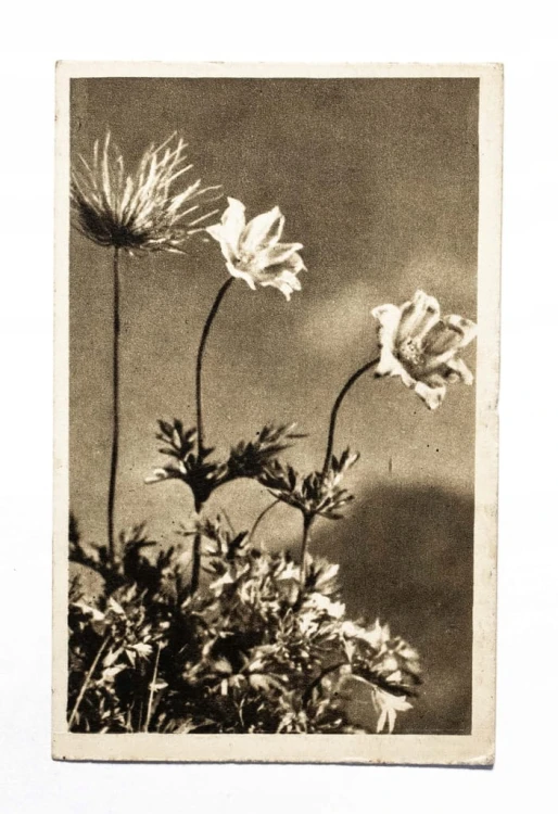 STARA POCZTÓWKA - KWIATY, LONDYN 1952