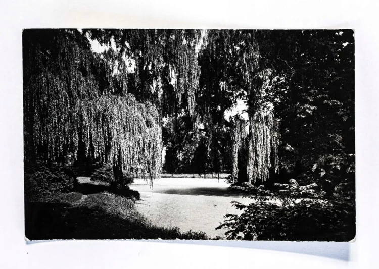 ŻYRARDÓW - PARK MIEJSKI l. 60