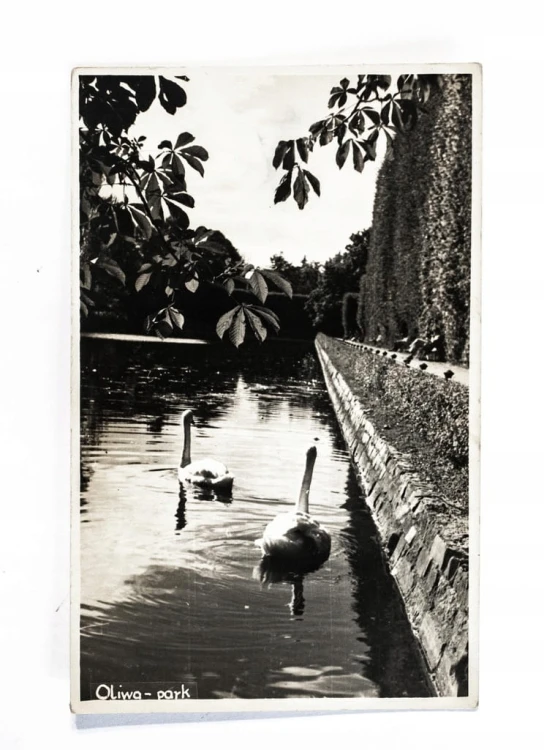 GDAŃSK, OLIWA - PARK l. 50