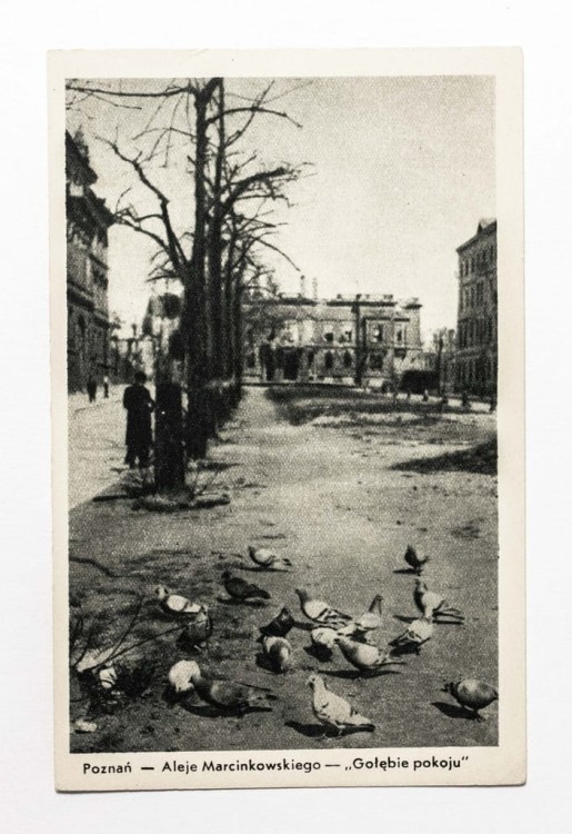 POZNAŃ - ALEJE MARCINKOWSKIEGO - GOŁĘBIE POKOU (zniszczony Poznań)