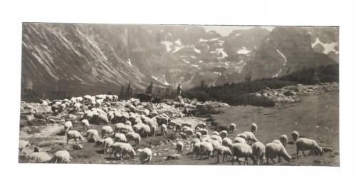 TATRY WYSOKIE - OWCE NA HALI GĄSIENICOWEJ l. 60