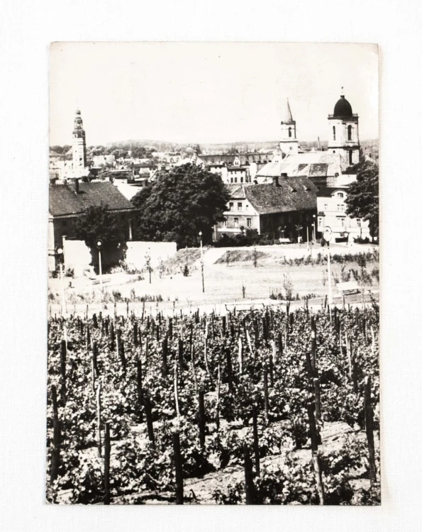ZIELONA GÓRA - WIDOK OGÓLNY, WINNICA l. 60