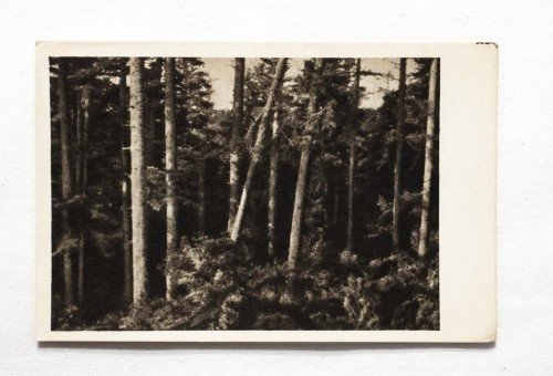 GÓRY ŚWIĘTOKRZYSKIE - ŚWIĘTY KRZYŻ, PUSZCZA JODŁOWA l. 50