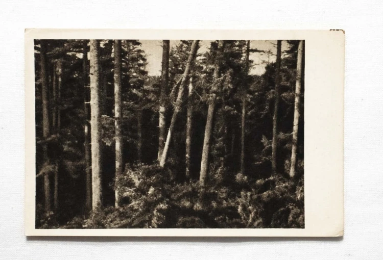 GÓRY ŚWIĘTOKRZYSKIE - ŚWIĘTY KRZYŻ, PUSZCZA JODŁOWA l. 50