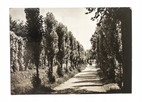 MOGILNO - PARK IM. JANKA KRASICKIEGO l. 60