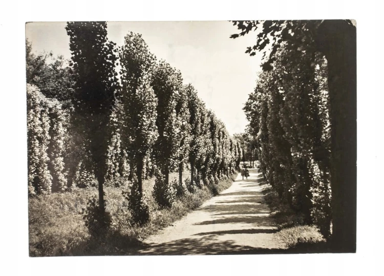 MOGILNO - PARK IM. JANKA KRASICKIEGO l. 60
