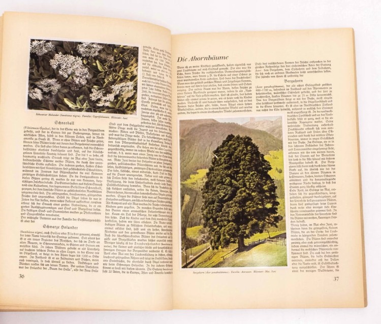 Aus Wald und Flur - Las i Łąka Rośliny 1937