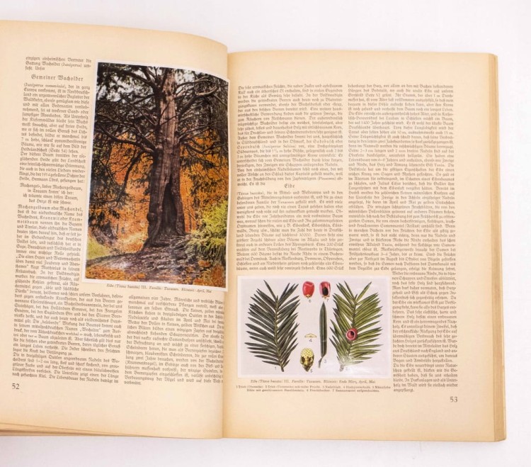 Aus Wald und Flur - Las i Łąka Rośliny 1937