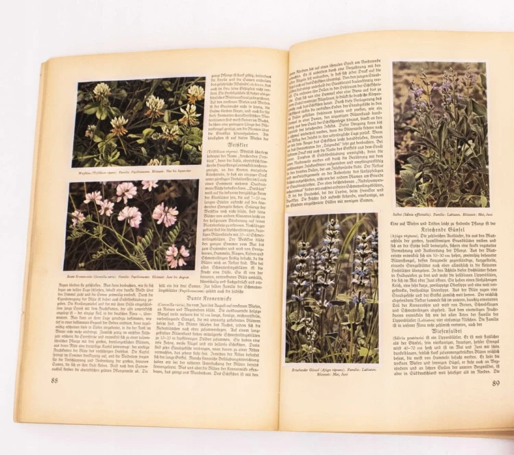 Aus Wald und Flur - Las i Łąka Rośliny 1937