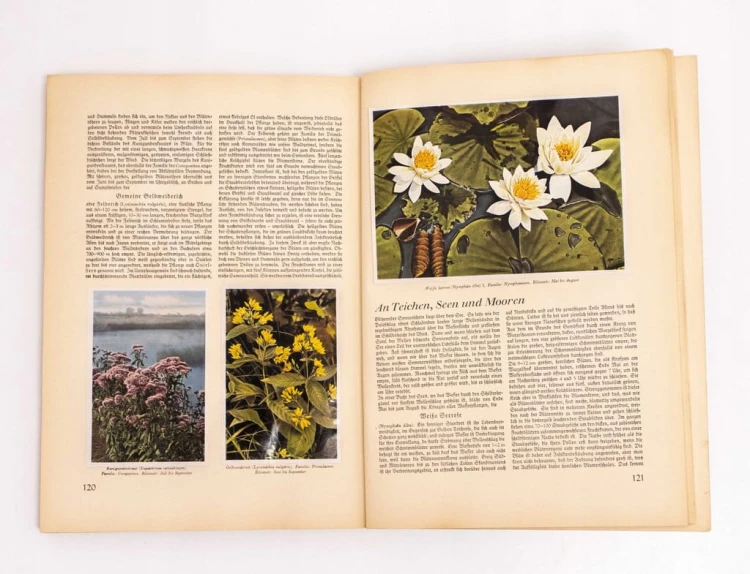 Aus Wald und Flur - Las i Łąka Rośliny 1937