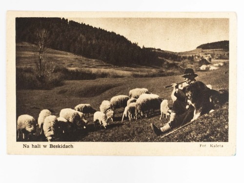 BESKIDY - GÓRAL NA WYPASIE LATA 50.