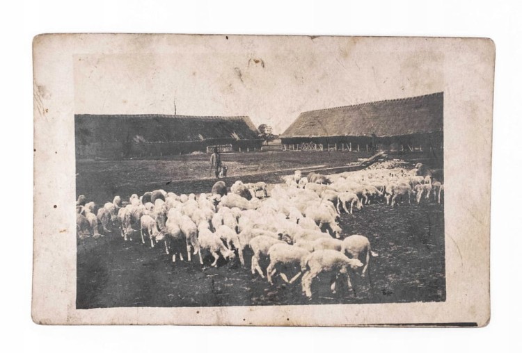 STARA FOTOGRAFIA / POCZTÓWKA - WYPAS OWIEC, OBJEZIERZE / OBORNIKI 1919