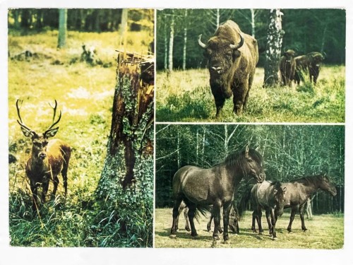 PUSZCZA BIAŁOWIESKA - ŻUBR, JELEŃ I TARPANY 1965 PRL