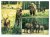 PUSZCZA BIAŁOWIESKA - ŻUBR, JELEŃ I TARPANY 1965 PRL