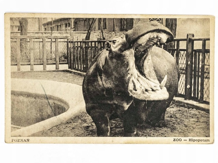 POZNAŃ - STARE ZOO HIPOPOTAM 1950 PRL