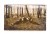 STARA FOTOGRAFIA - MĘŻCZYŹNI Z KOBIETĄ W LESIE, POZNAŃ OKOLICE II RP