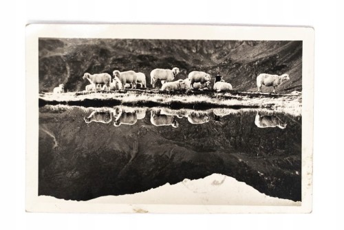 TATRY - DOLINA PIĘCIU STAWÓW, OWCE 1957