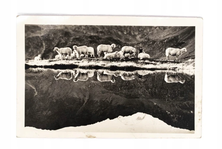 TATRY - DOLINA PIĘCIU STAWÓW, OWCE 1957