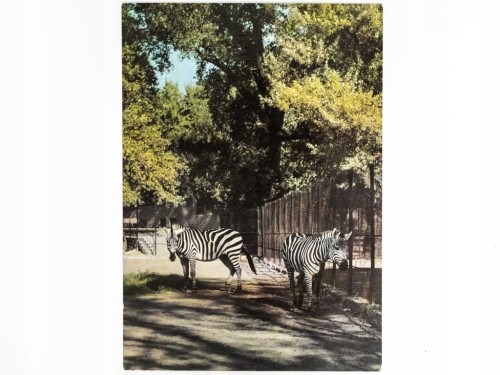 WARSZAWA - ZEBRY GRANTA, MIEJSKI OGRÓD ZOOLOGICZNY 1971 PRL