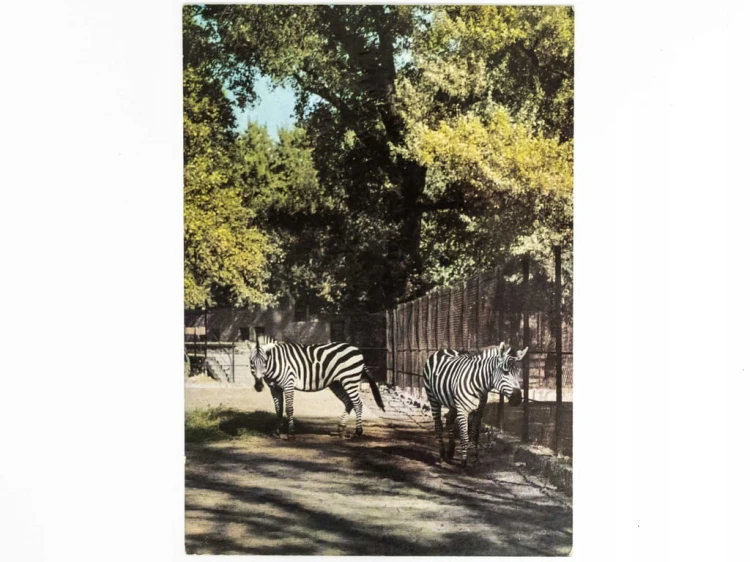 WARSZAWA - ZEBRY GRANTA, MIEJSKI OGRÓD ZOOLOGICZNY 1971 PRL
