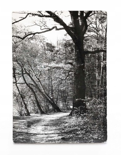 WIELKOPOLSKI PARK NARODOWY - DĄB NAD JEZIOREM KOCIOŁEK l. 60/70
