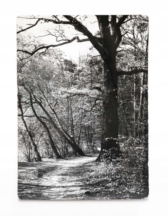 WIELKOPOLSKI PARK NARODOWY - DĄB NAD JEZIOREM KOCIOŁEK l. 60/70