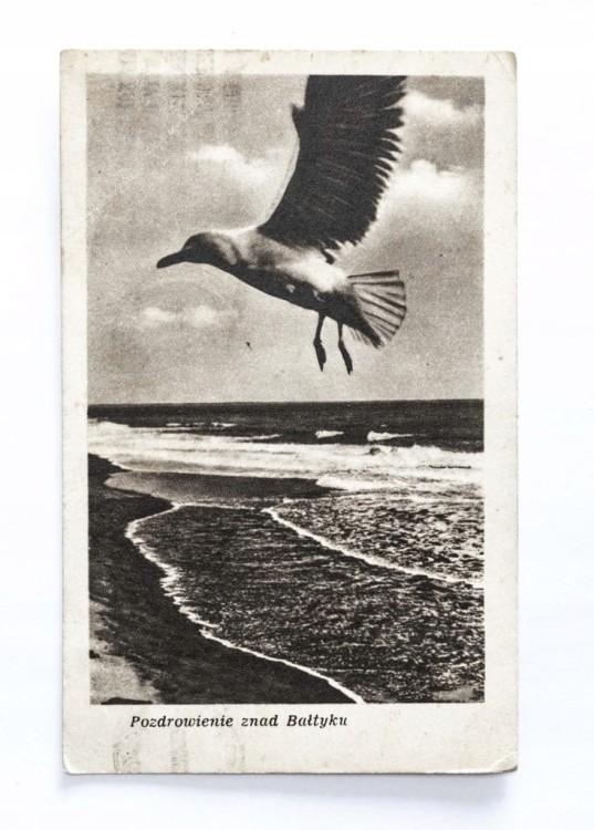 BAŁTYK - MEWA NAD MORZEM, SOPOT 1950