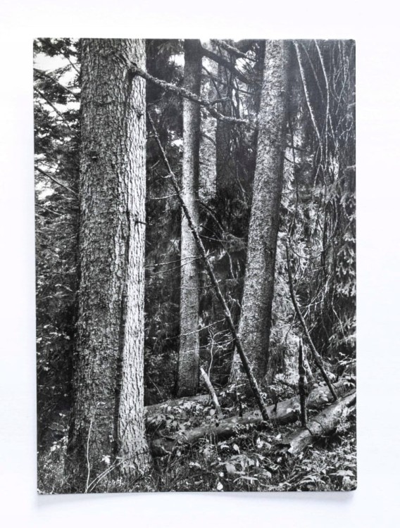 GÓRY ŚWIĘTOKRZYSKIE - PUSZCZA JODŁOWA l. 60