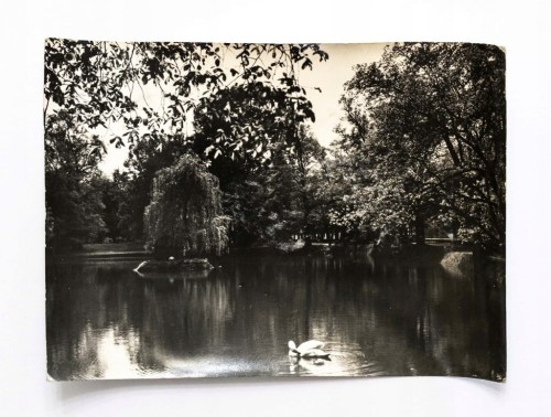 SIEDLCE - PARK MIEJSKI l. 60