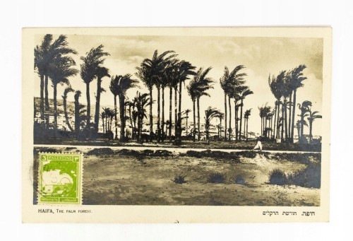 IZRAEL, HAIFA - PALMY LATA 20