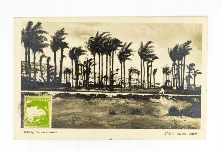 IZRAEL, HAIFA - PALMY LATA 20